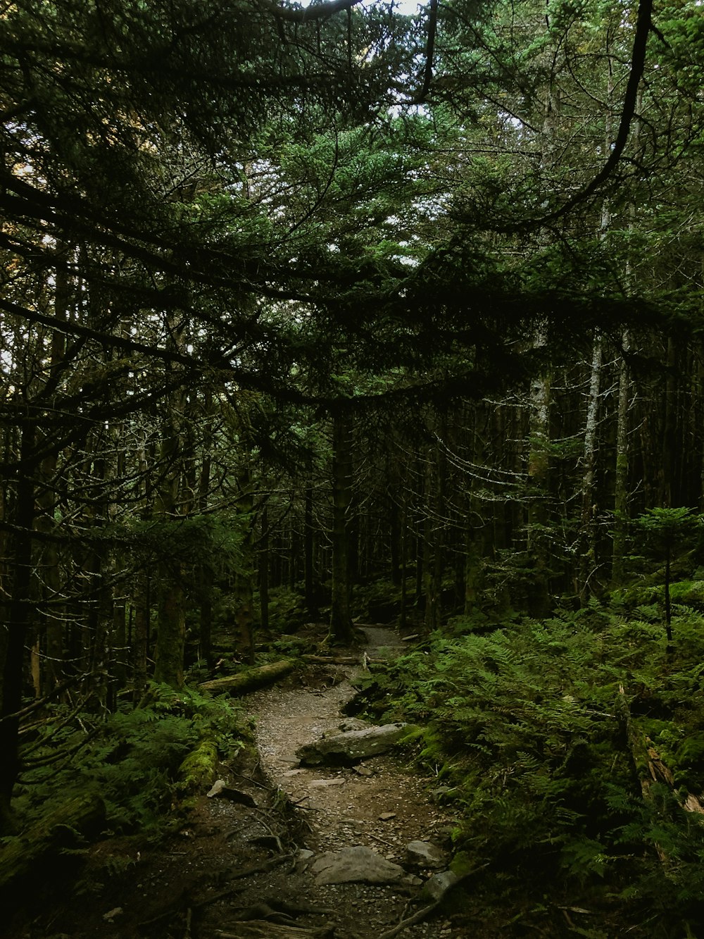 Wald mit hohen Bäumen tagsüber