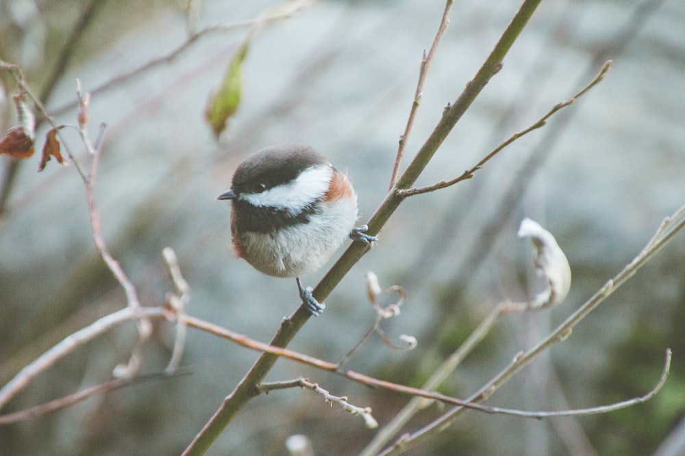 selective focus photography of black and white bird