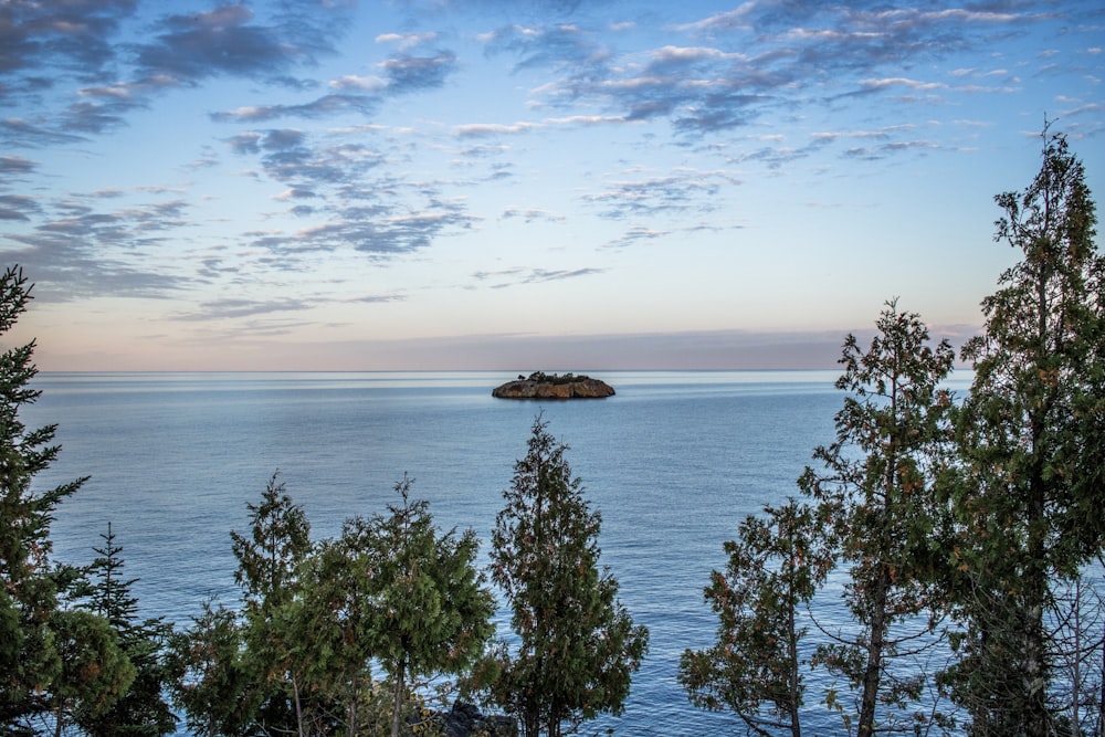 trees near ocean