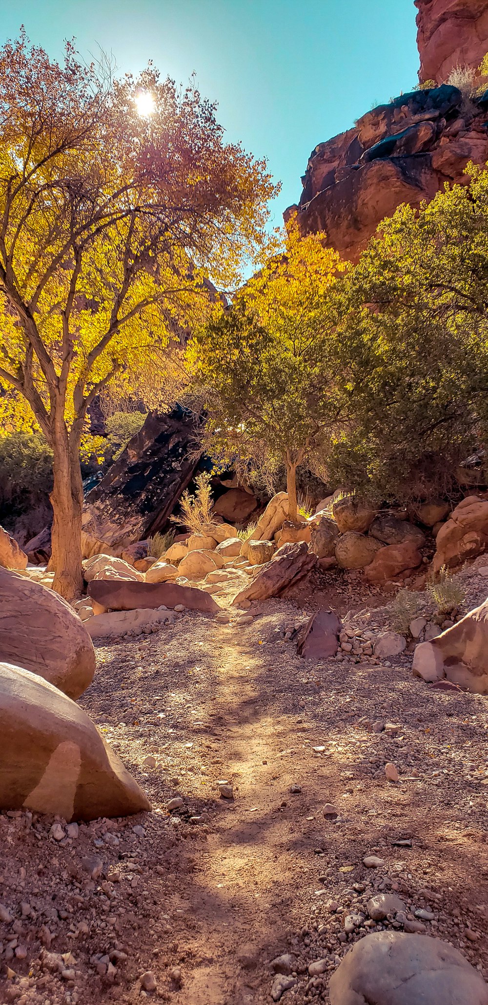 green-leafed trees near boulder rocks