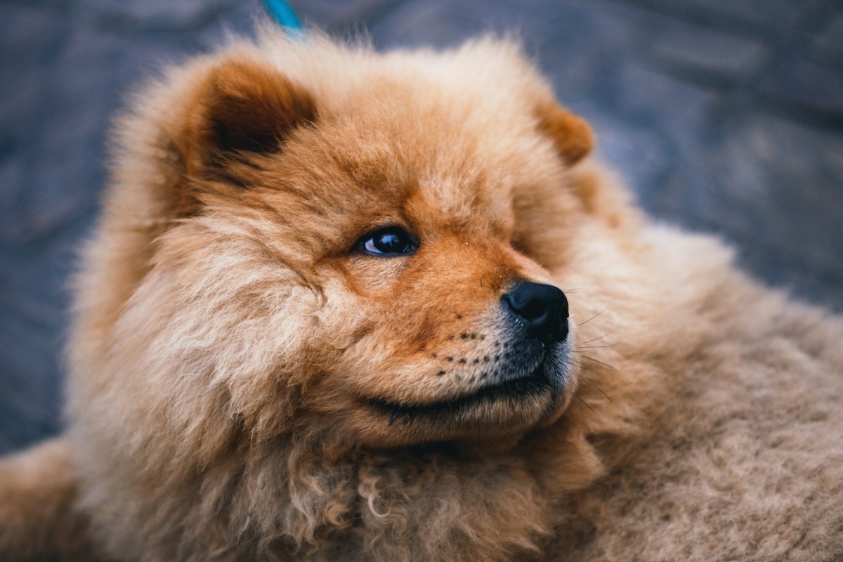 Rosto de Chow Chow vermelho em close, com a juba volumosa e o olhar sereno
