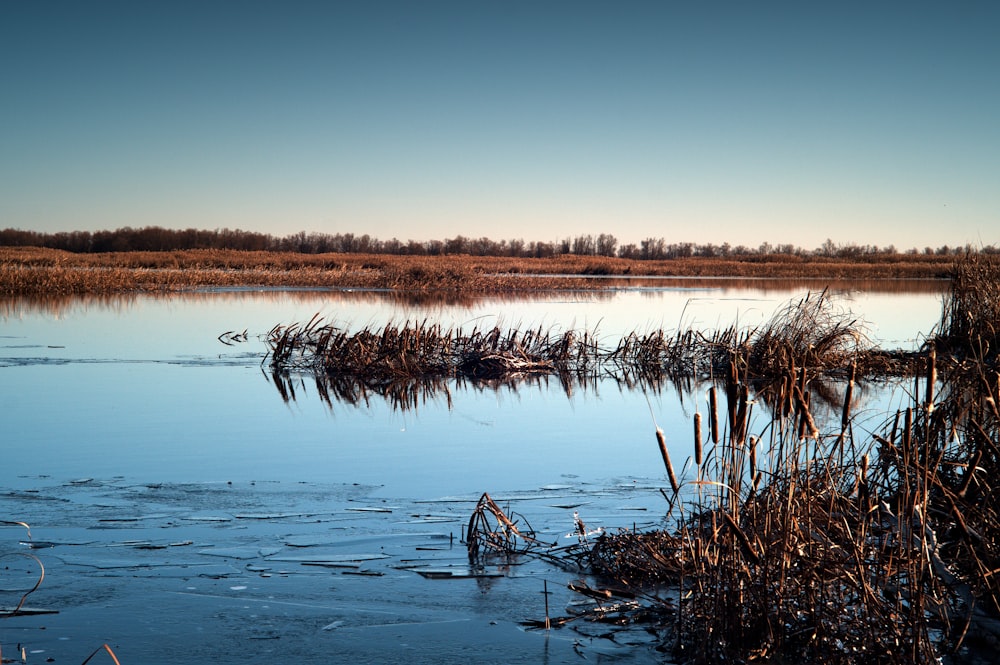 grasses near body of water