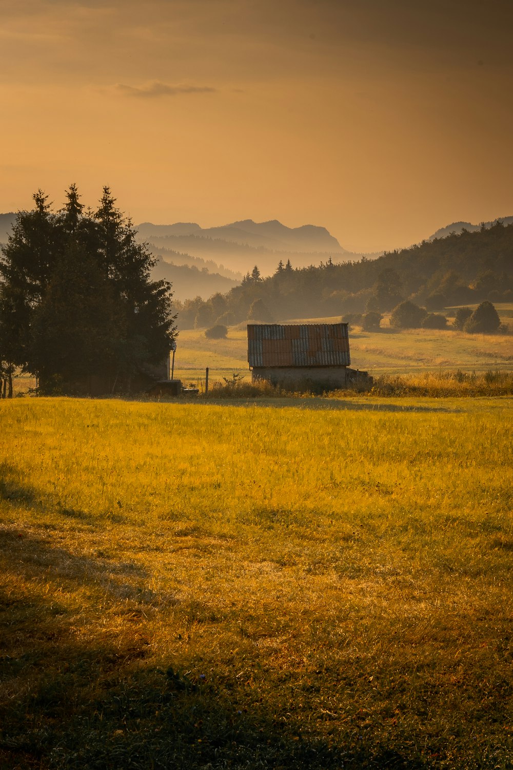 house and tree on grass field during day