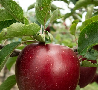 honeycrisp apple fruits