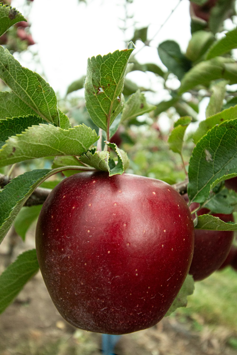 mela honeycrisp frutti