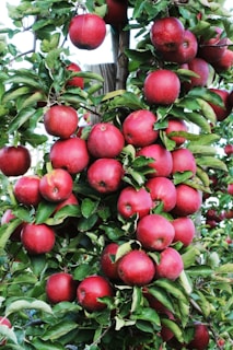 closeup photo of red apple fruits