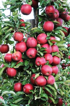 closeup photo of red apple fruits