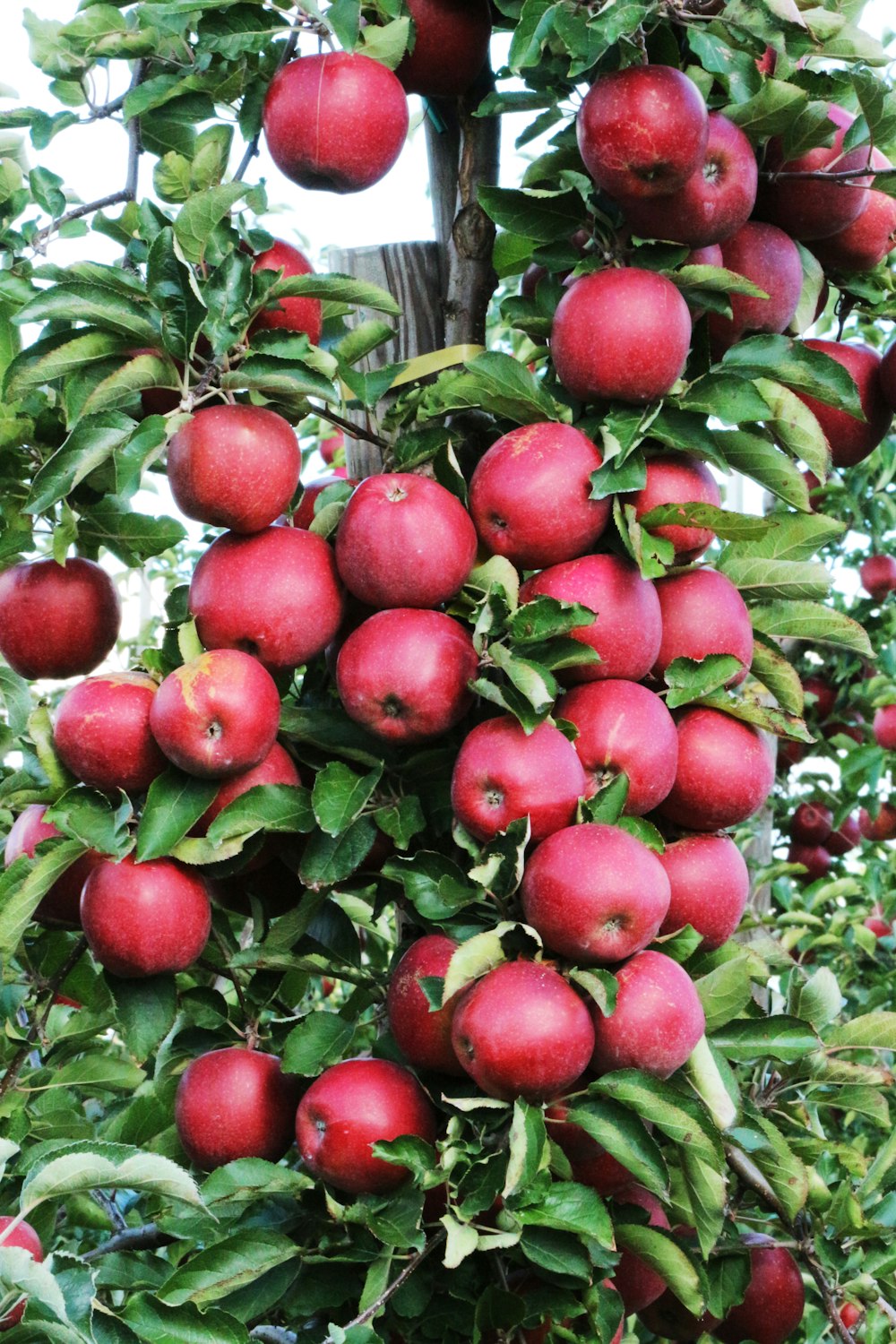 closeup photo of red apple fruits