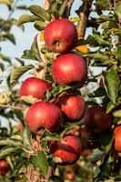 red apple fruit photograph