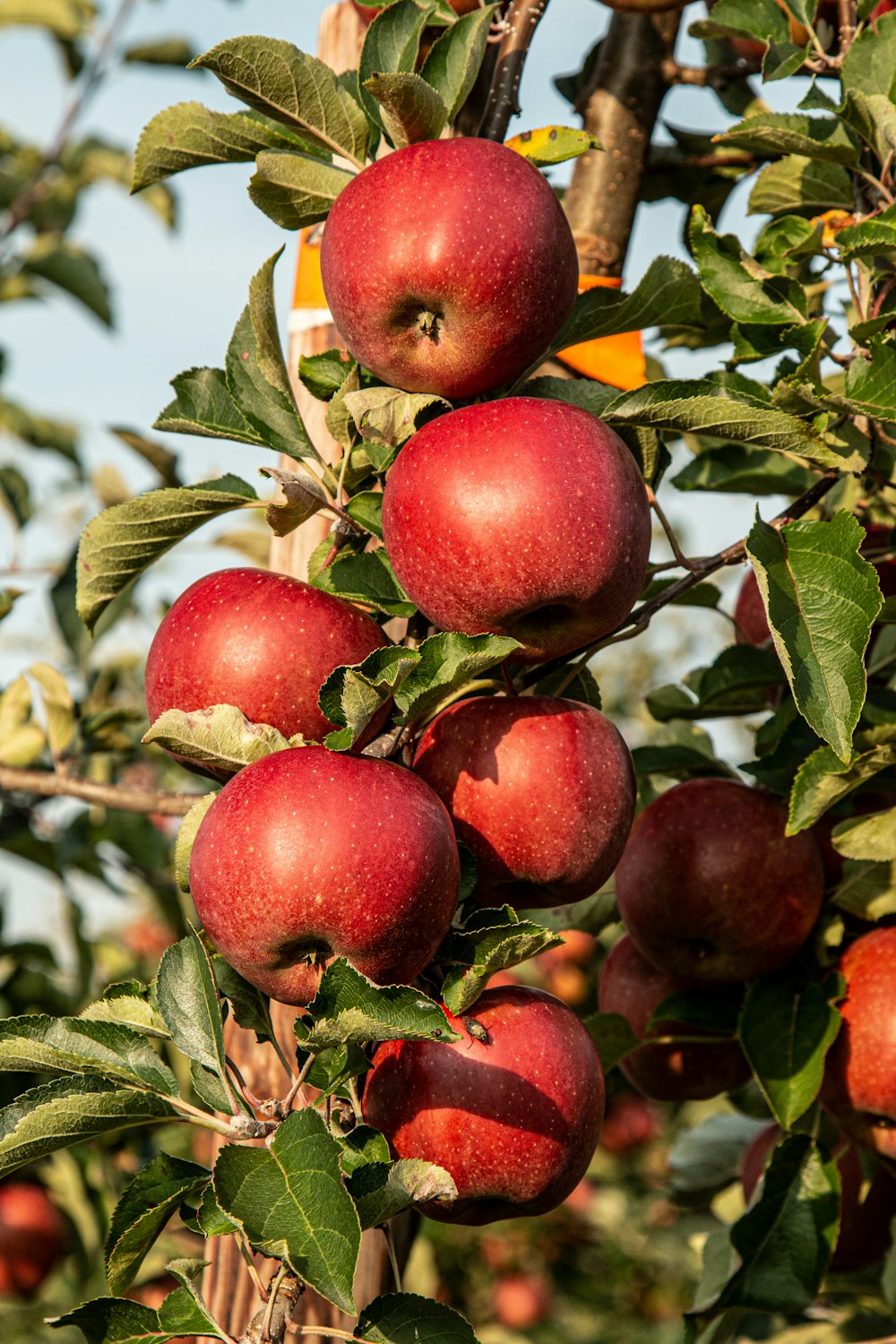 fotografia da fruta da maçã vermelha