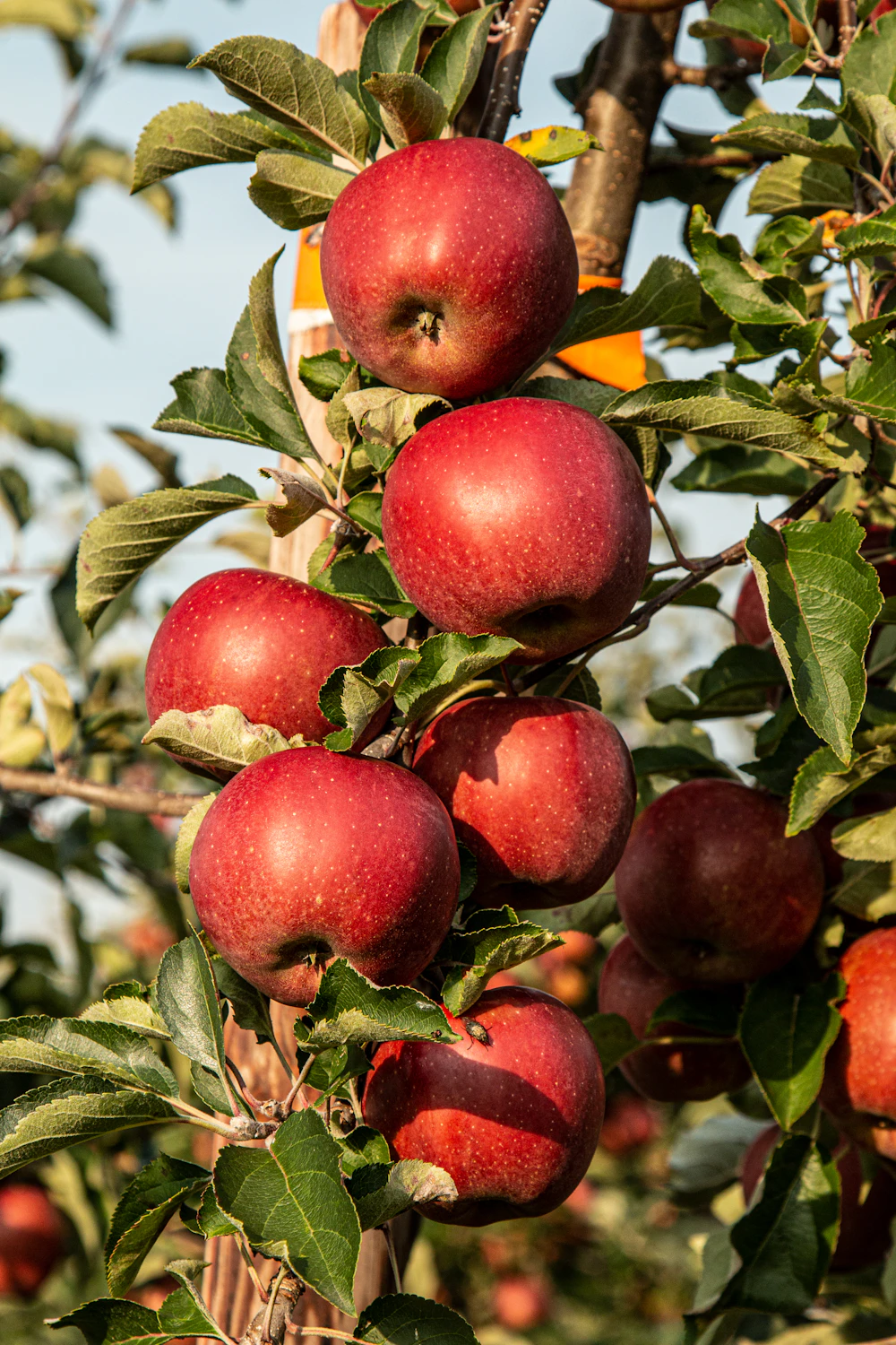 Logística e Importação de Frutas