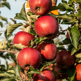 red apple fruit photograph