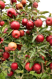closeup photo of red apple fruits