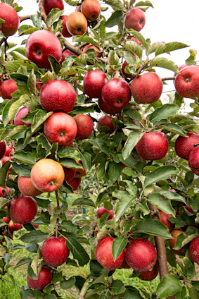 closeup photo of red apple fruits