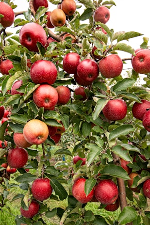 Red Delicious apples with bright, deep red skin against the backdrop of the High Atlas Mountains.