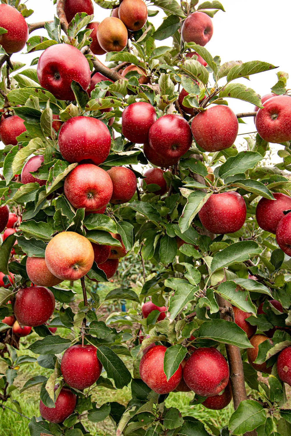 closeup photo of red apple fruits