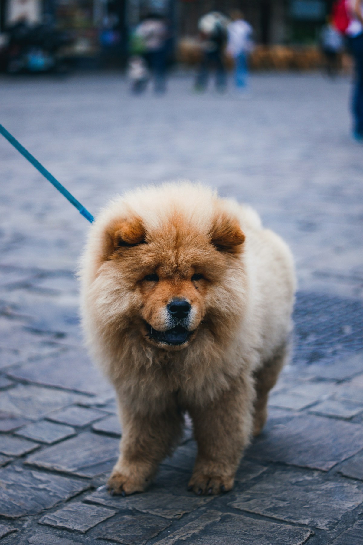 Filhote de Chow Chow vermelho na guia, parado na calçada de pedra durante o passeio