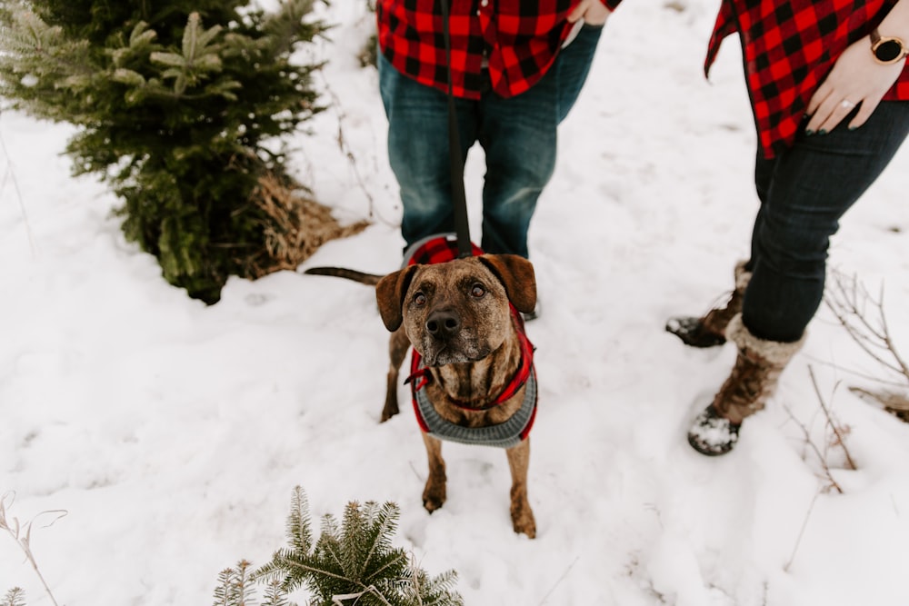 short-coated brindle dog near the plant