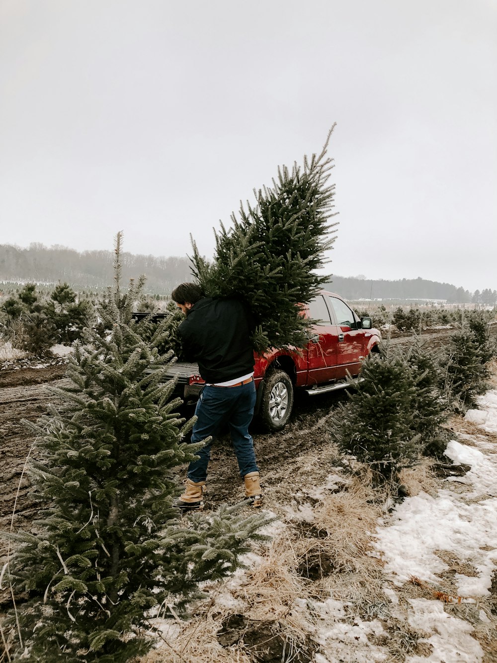 homme portant un arbre de Noël