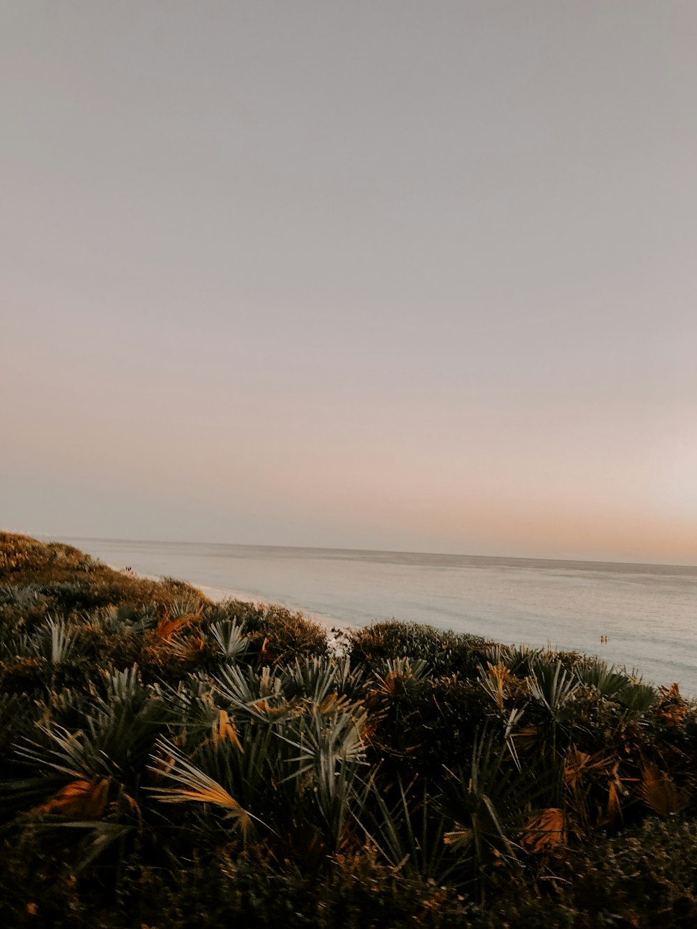 grasses near ocean