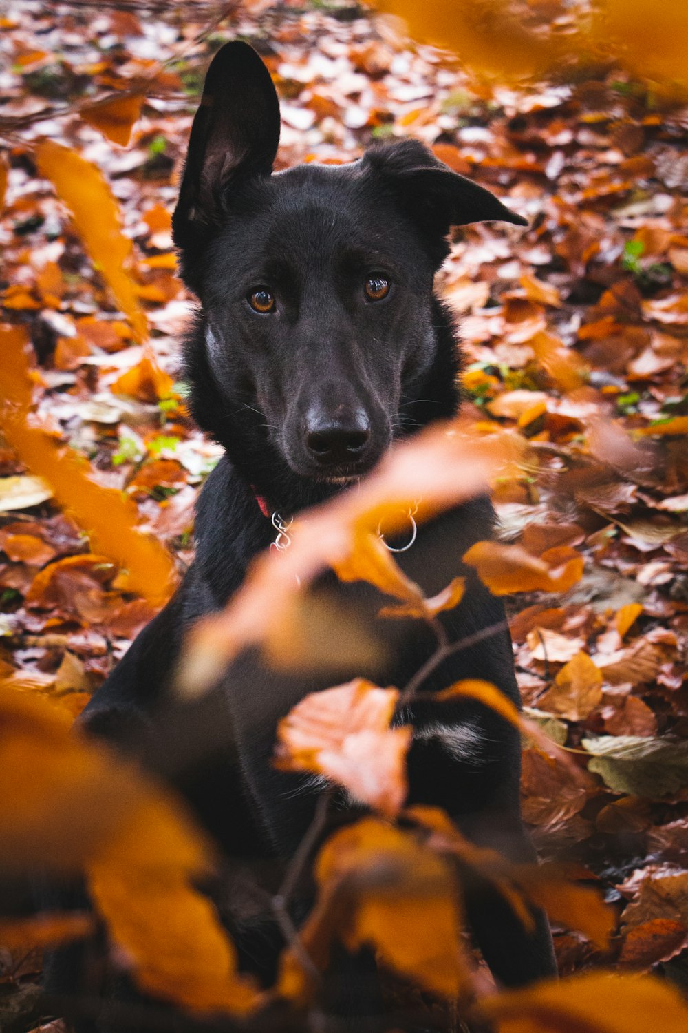 adult short-coated black dog sitting on bed of dried leaves