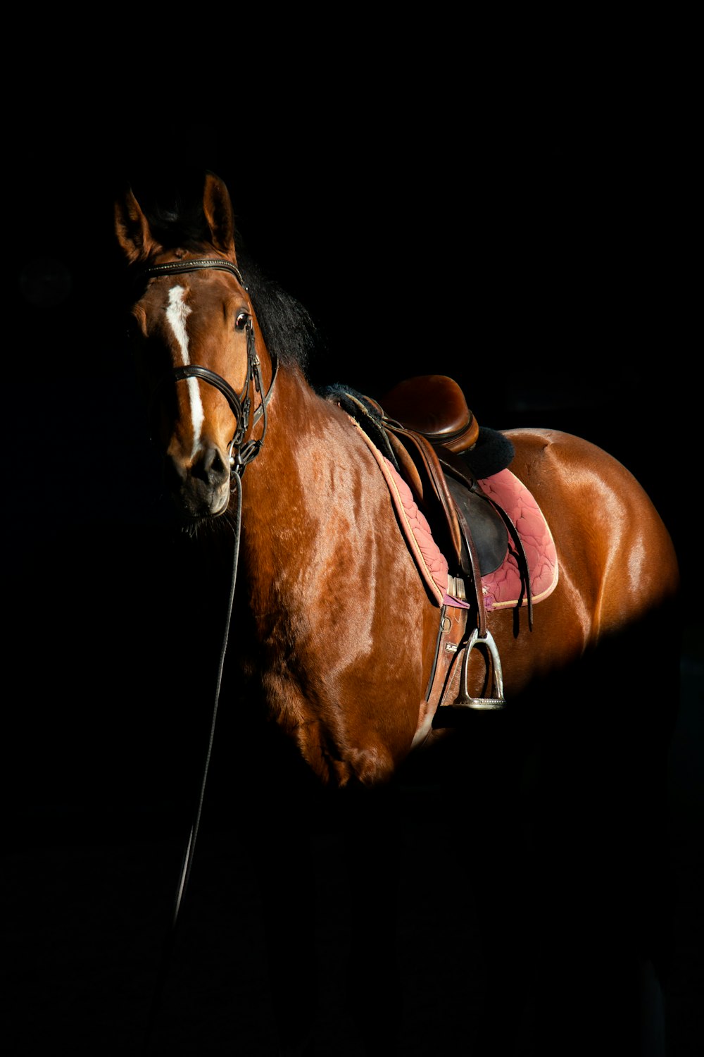 Ein braunes Pferd, das mit einem Sattel im Dunkeln steht