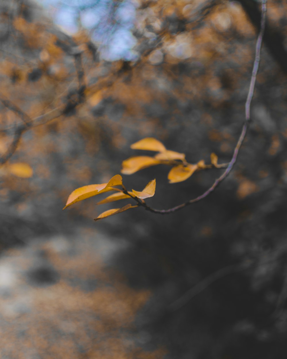 selective focus photography of brown leaves