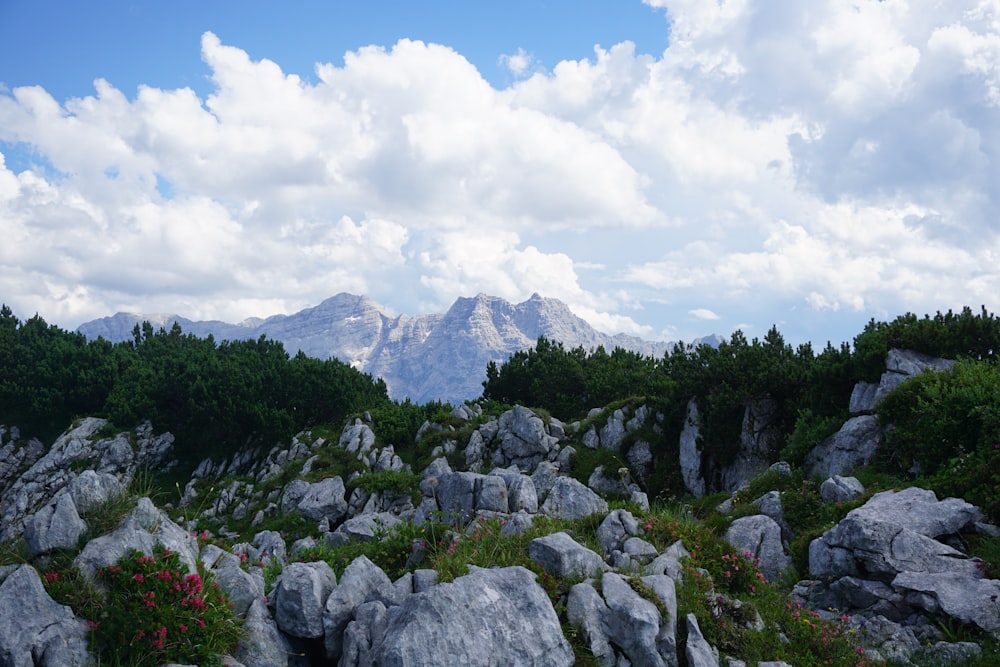 gray rocks by trees near mountain during daytime