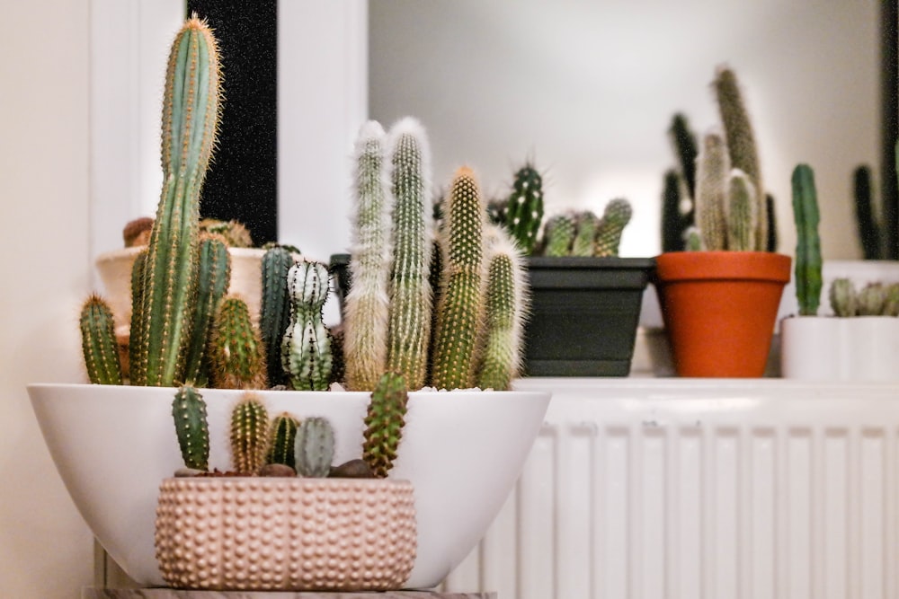 green cactus plants