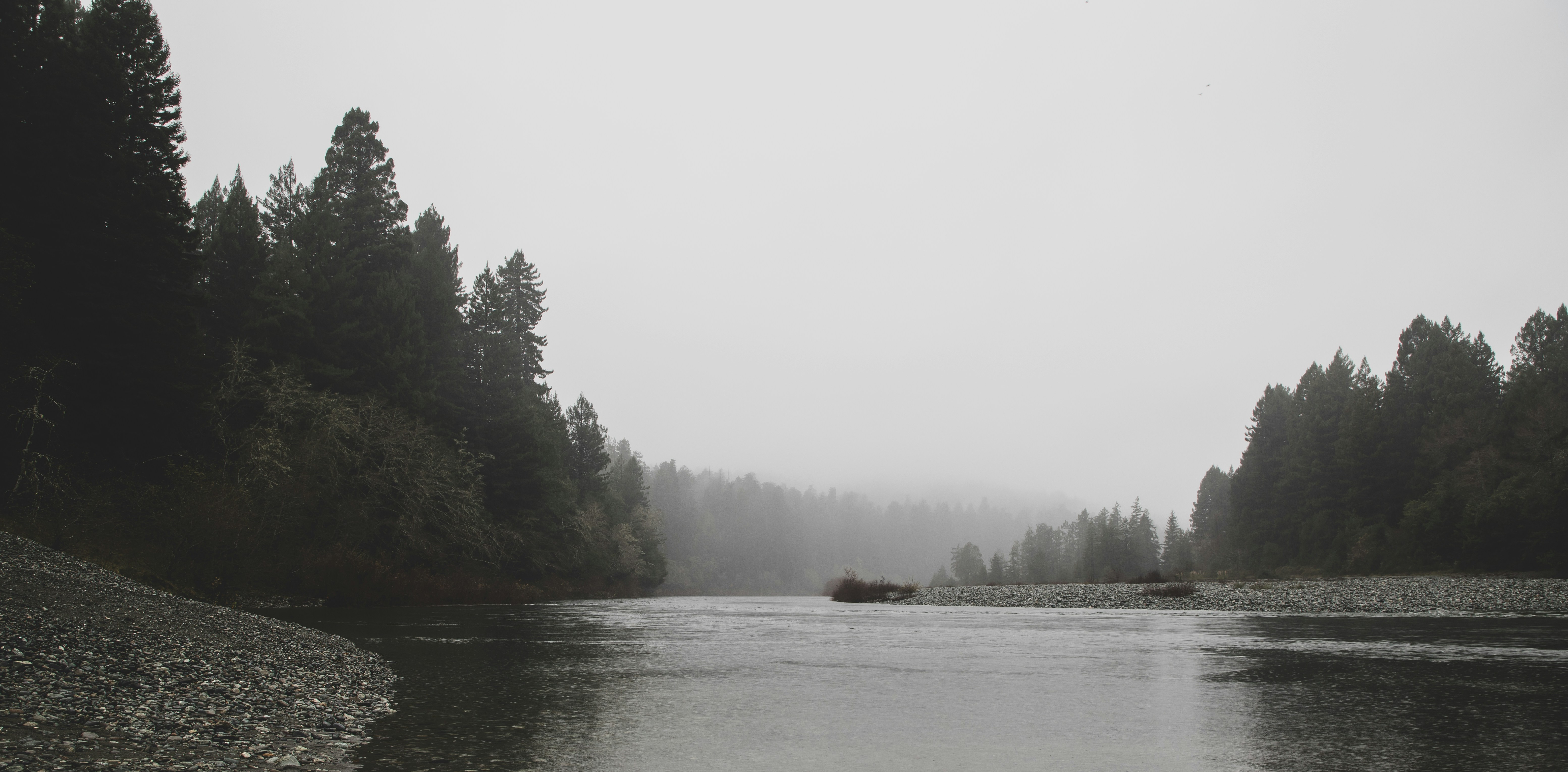 grayscale photo of river surrounded with trees