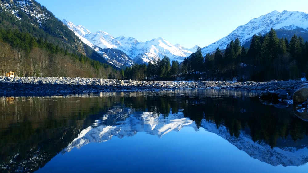 calm water surrounded with trees at daytime