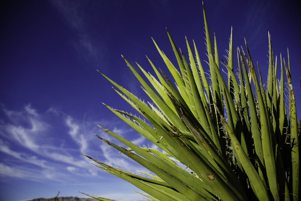 green-leafed plants during daytime