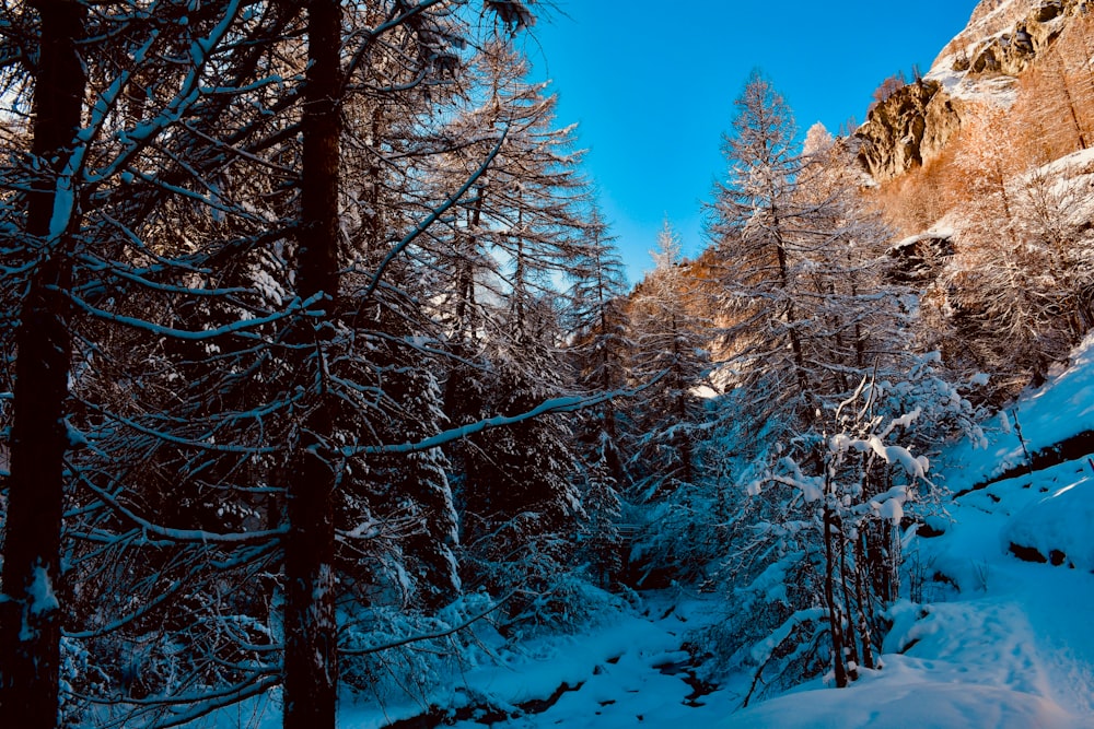 Schneebedeckte Felsen von Bäumen während des Tages