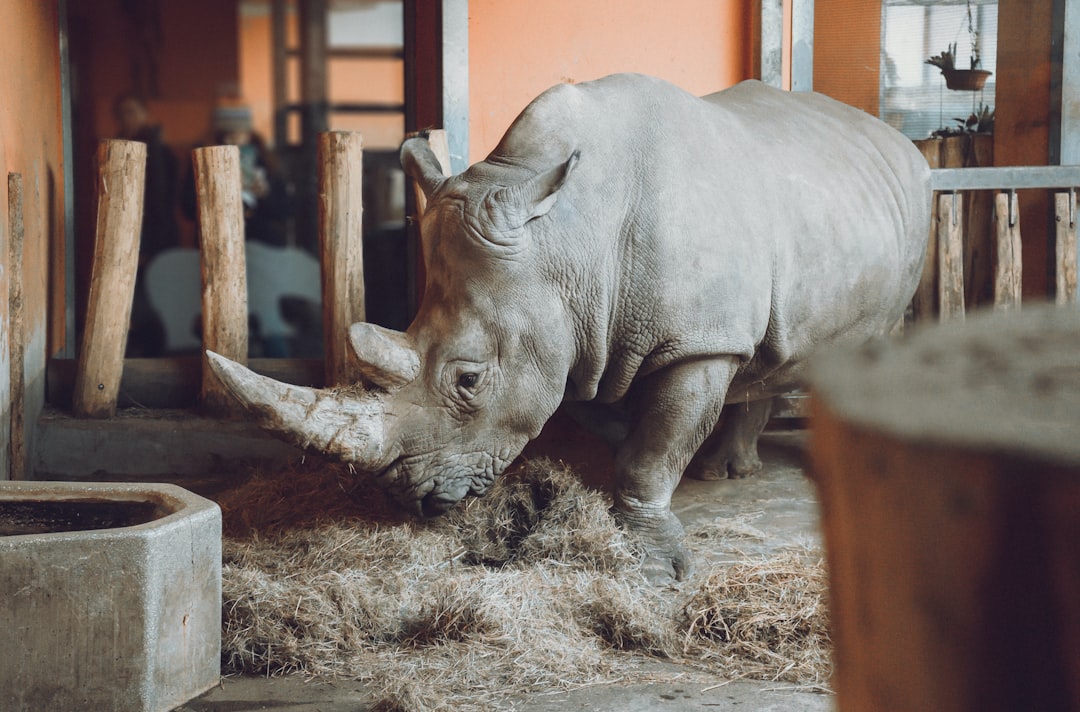 gray rhinoceros standing inside cage