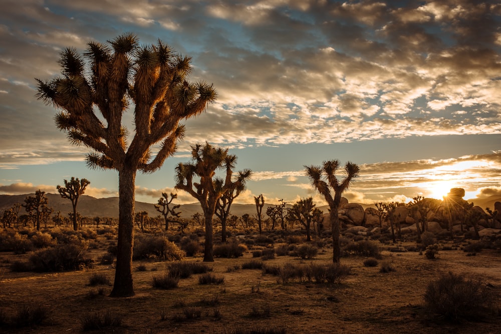 cactus plants in desert