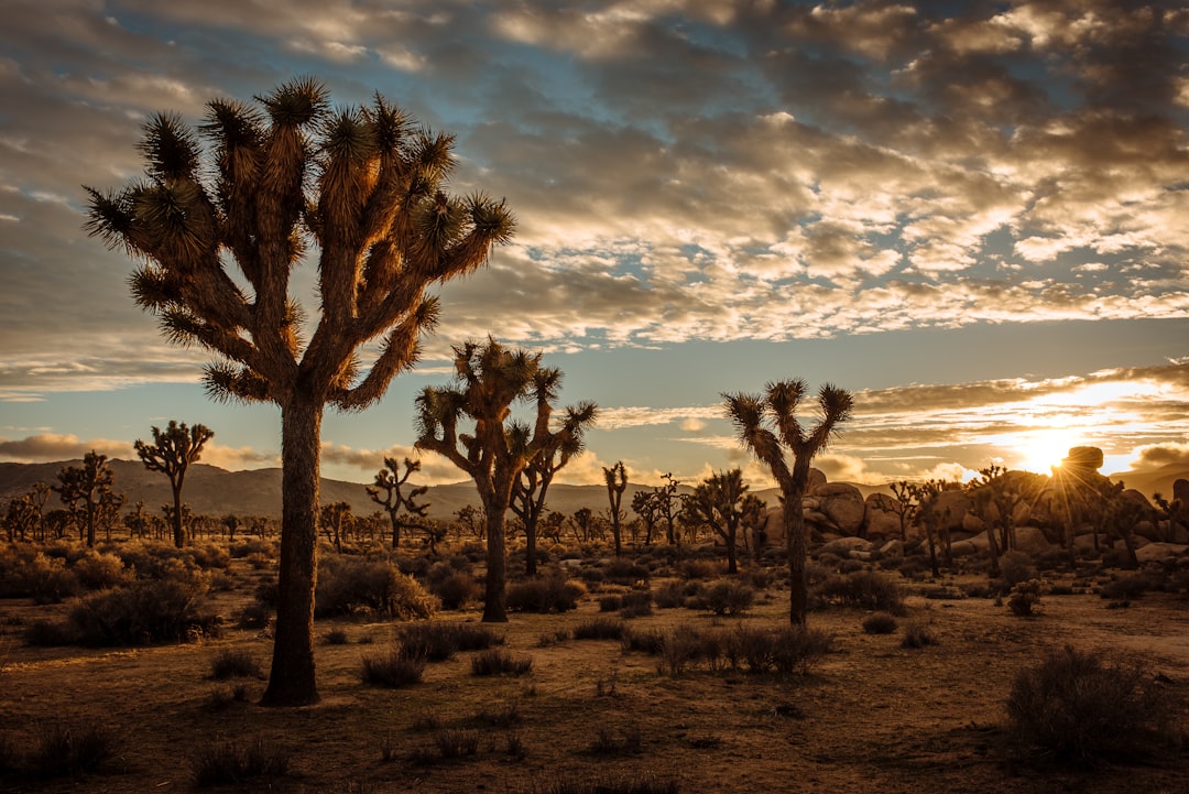 cactus plants in desert, Sunset at Joshua Tree National Park.
