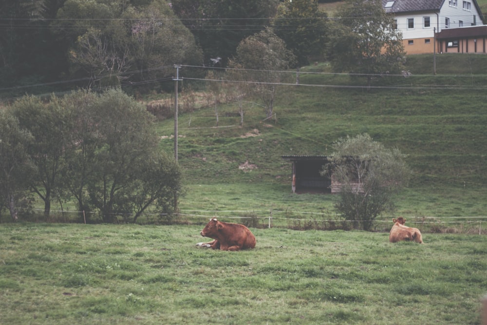 brown cattle on green field