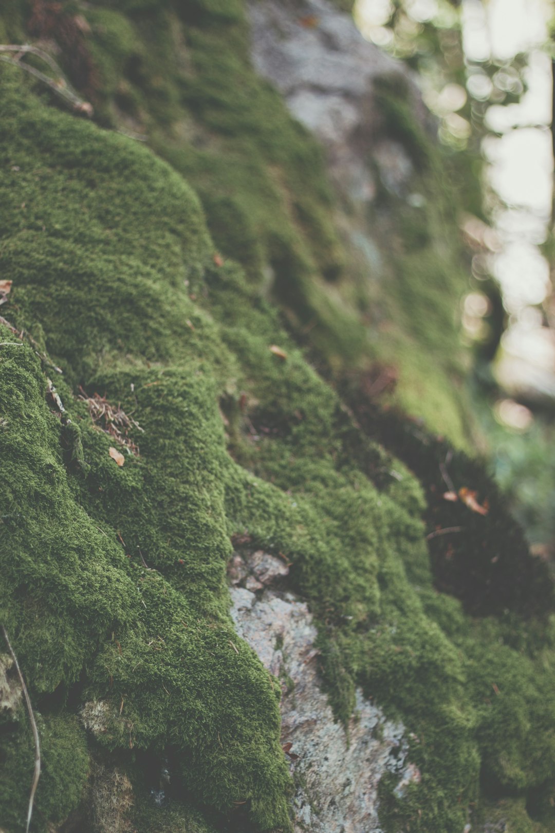 Forest photo spot Black Forest Freiburg