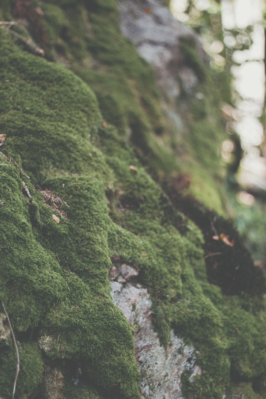 macro photography of green moose in Black Forest Germany