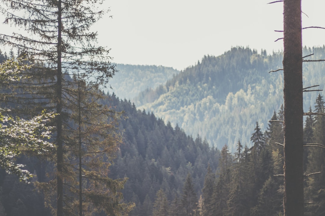 Tropical and subtropical coniferous forests photo spot Black Forest Bad Wildbad