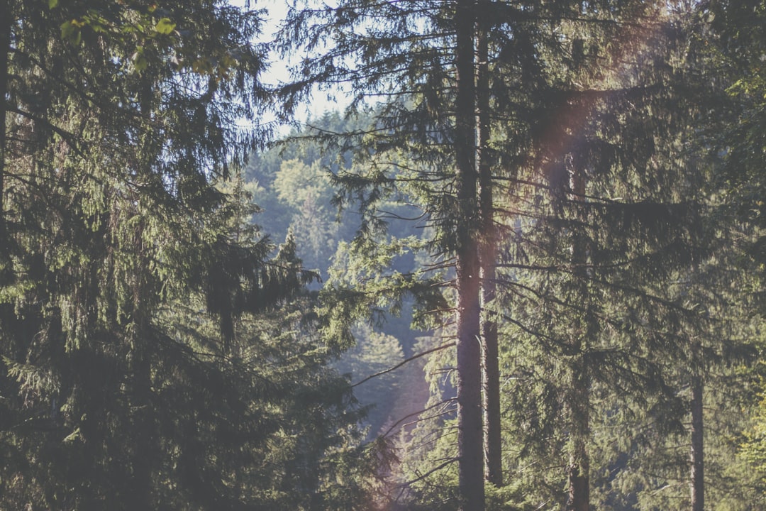 Forest photo spot Black Forest Feldberg (Schwarzwald)