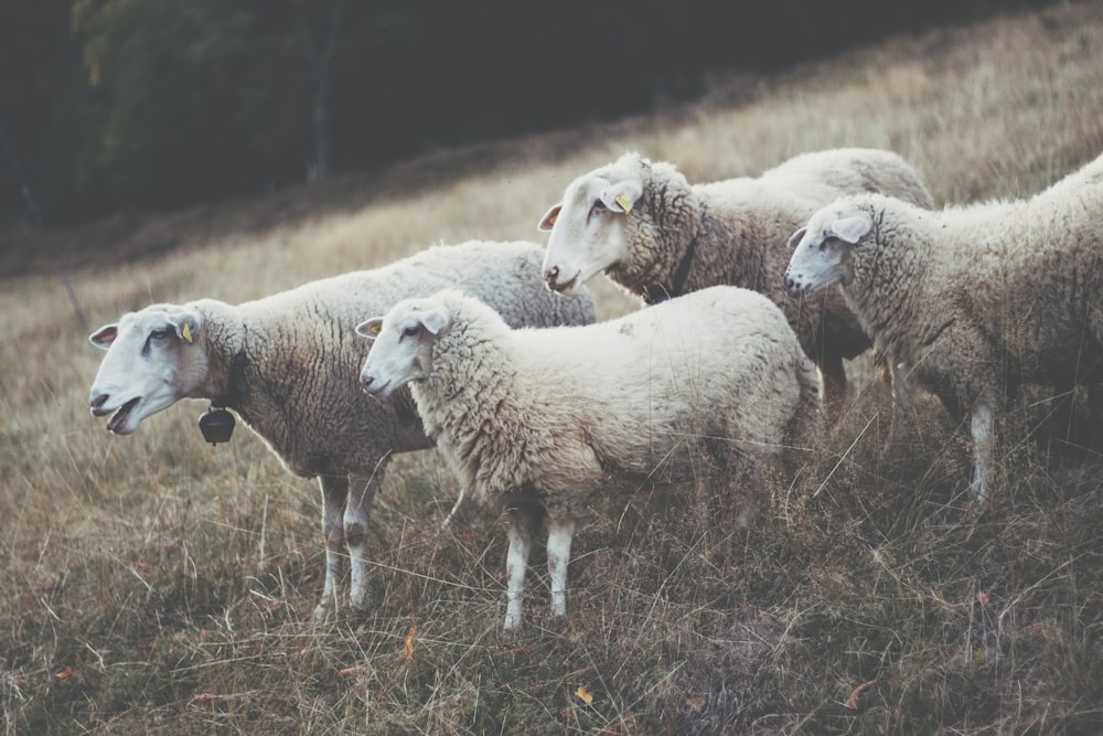 four white sheep on field