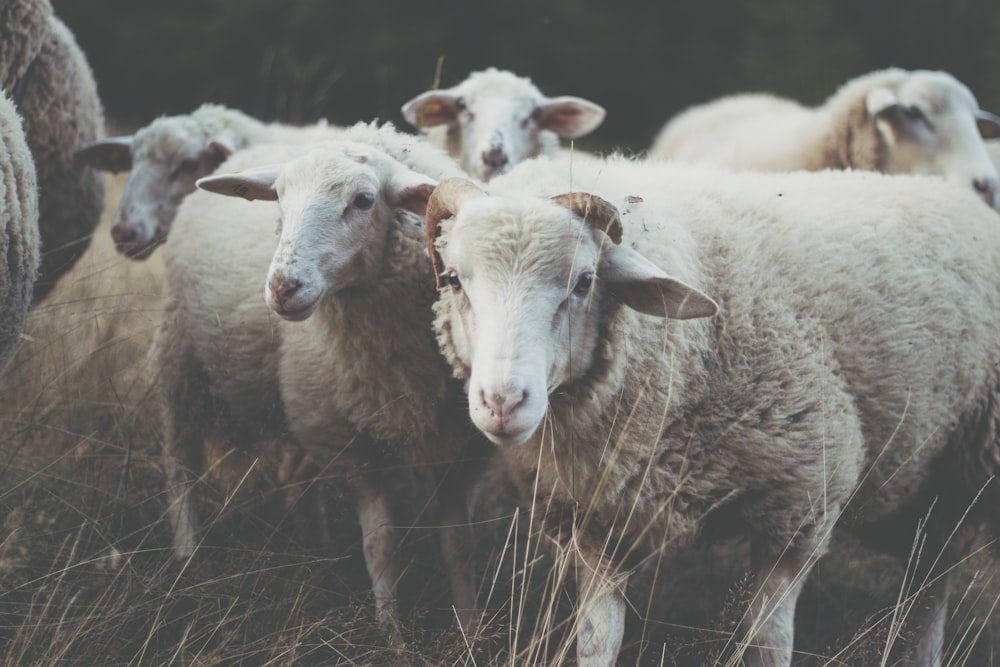 草の上の羊の群れ