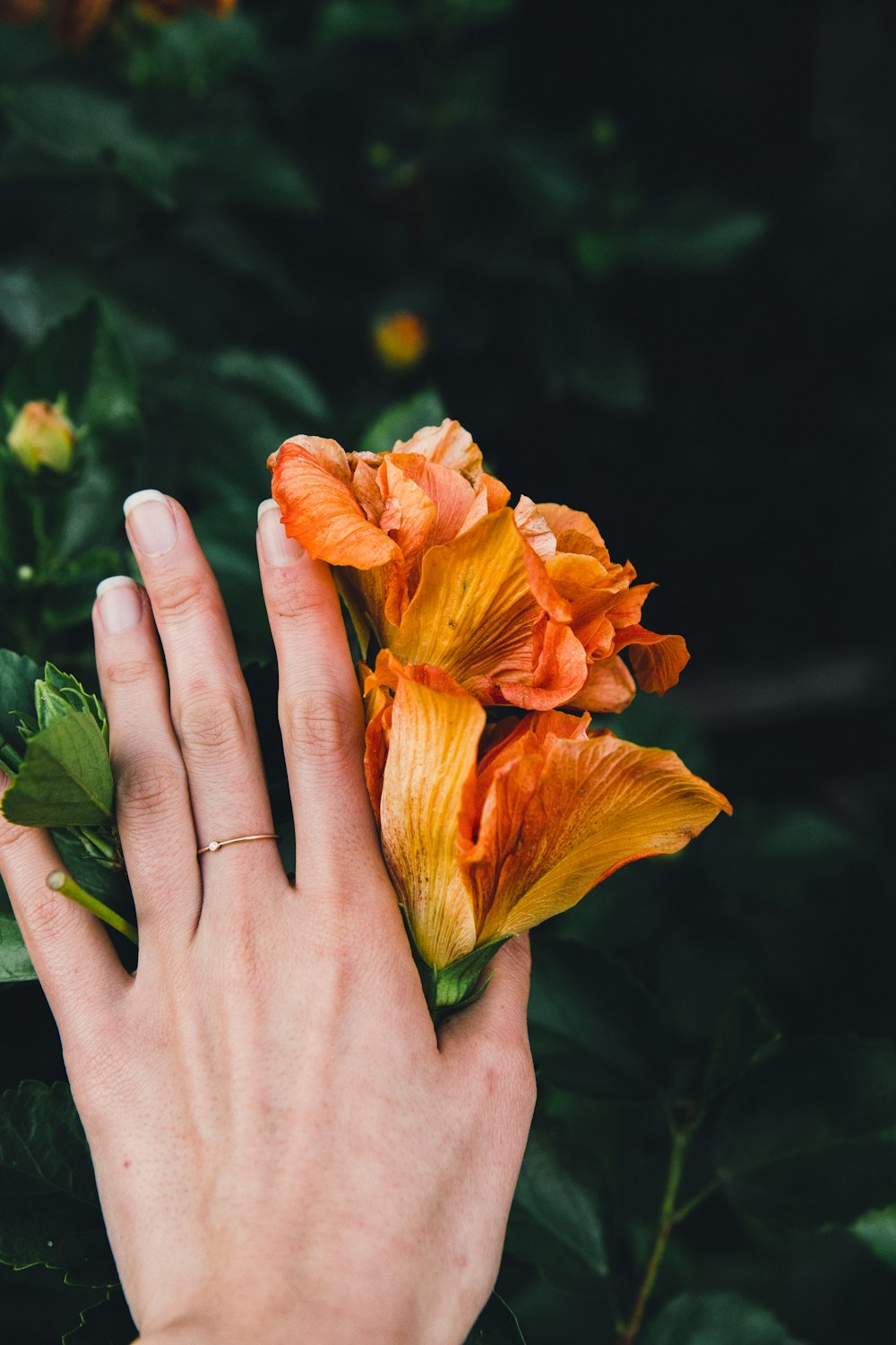 person touching orange hibiscus flower