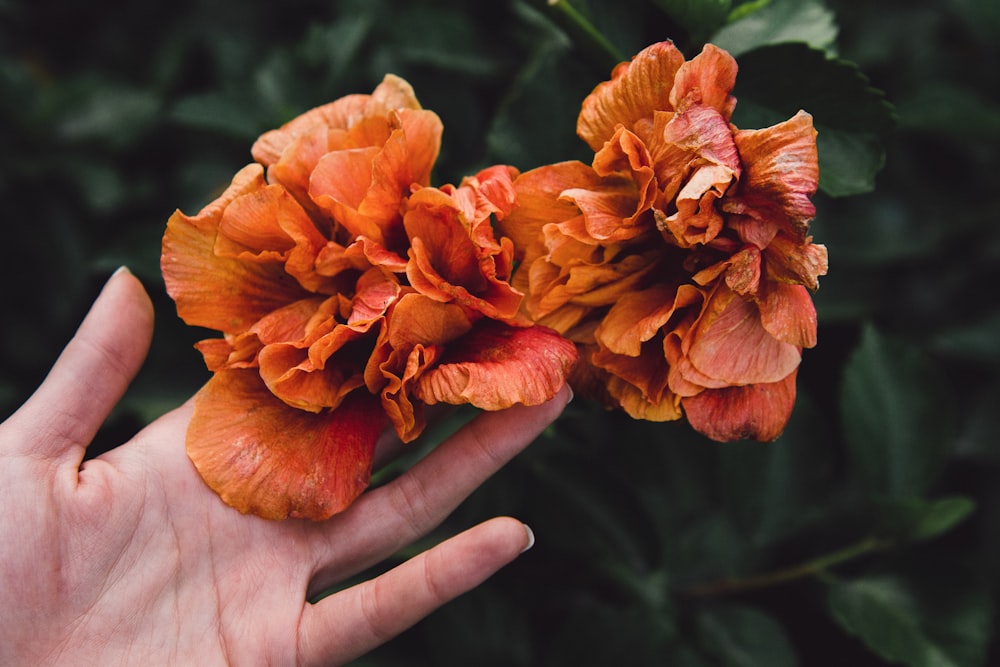 macro photography of orange petaled flower