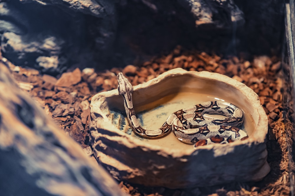 black and brown snake lying on brown concrete bowl