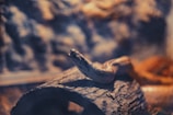 A snake is coiled on a piece of wood inside what seems to be a terrarium. The background is blurred with earthy tones, highlighting the snake's scales and smooth skin texture against the rough bark surface.