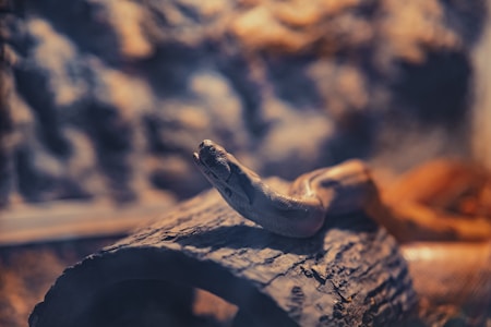 A snake is coiled on a piece of wood inside what seems to be a terrarium. The background is blurred with earthy tones, highlighting the snake's scales and smooth skin texture against the rough bark surface.