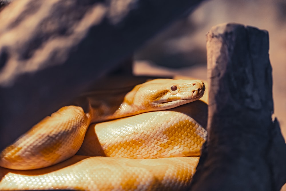 white and orange python lying near wood log