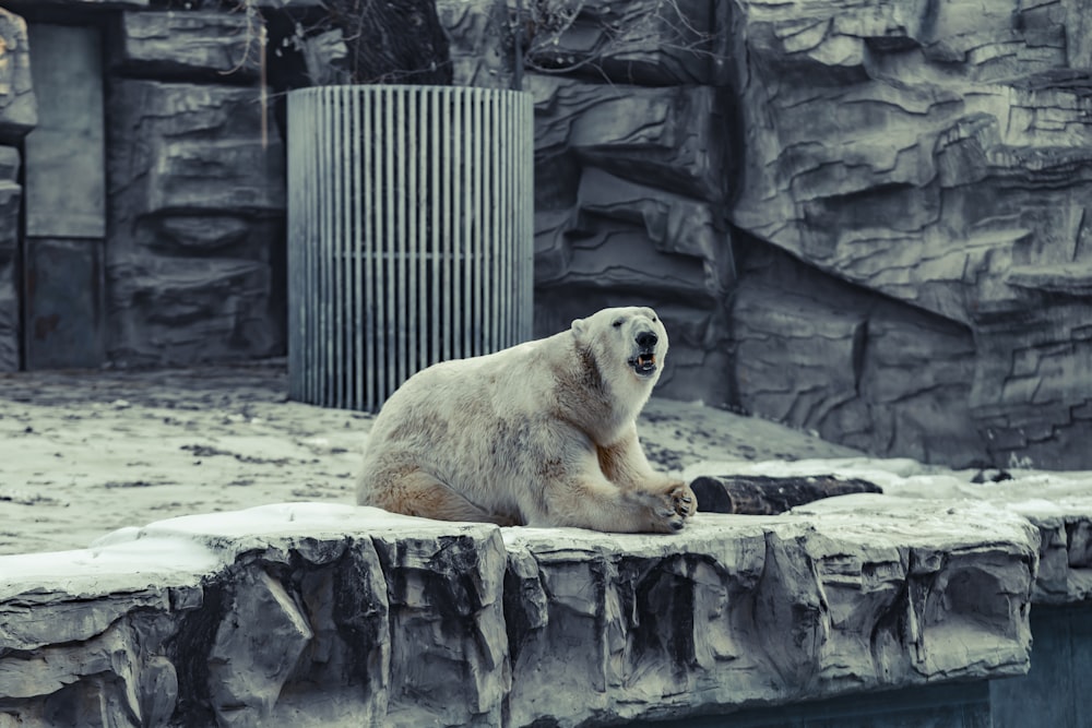 snow bear on concrete floor